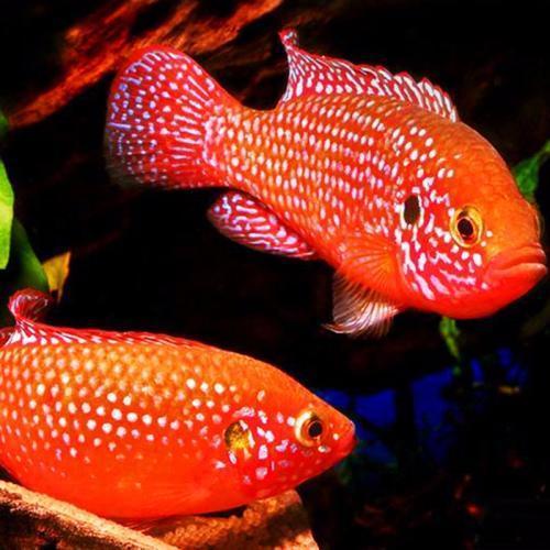 鹦鹉鱼能长多大，迷你鹦鹉鱼能长多么大（每天认识一种热带鱼）