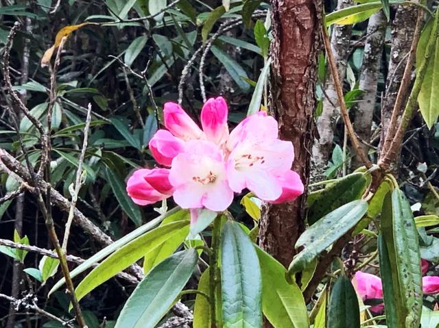 最漂亮的雪山杜鹃花海，龙陵勐蚌野杜鹃悄然盛开