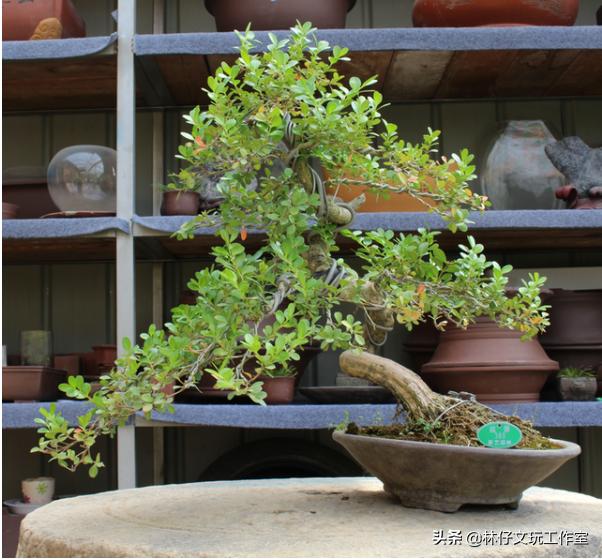 黄杨木盆景好处，黄杨木不仅是木雕良材