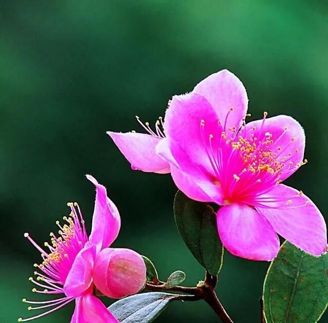 桃金娘花海，桃金娘夏日花开