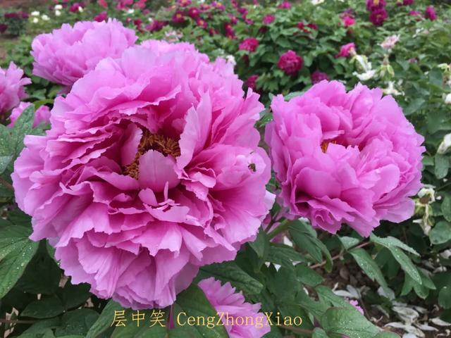 美丽的花中之王牡丹，被国人视为花中之王的牡丹品种