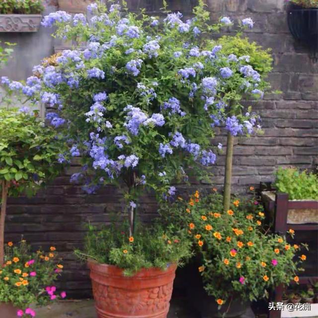 蓝雪花的养殖方法和注意事项，盆栽蓝雪花的养殖方法和技术