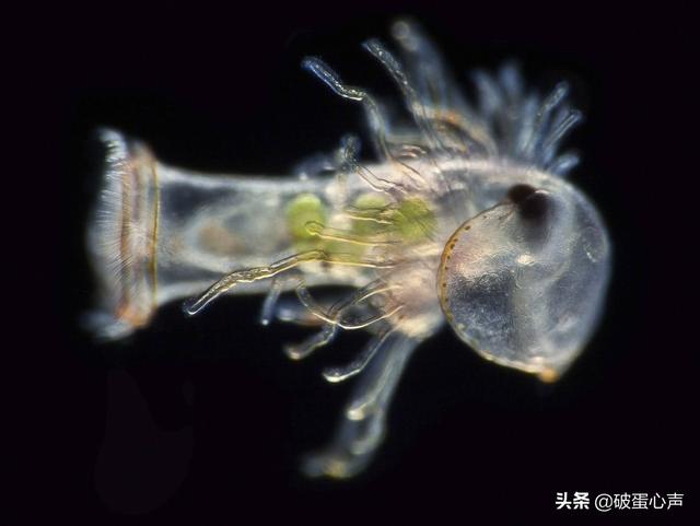 蜉蝣的生命意义，34朝生暮死