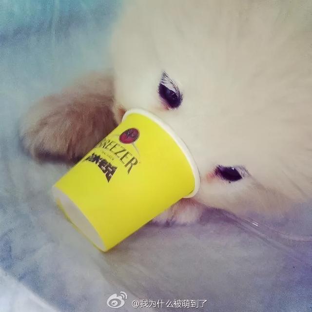 星期狗的特点和习惯，如果狗狗有这些特征