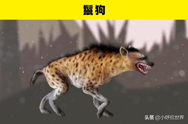 咬合力最强的动物，咬合力最强的12种动物（地球史上最强悍的生物——巨齿鲨）