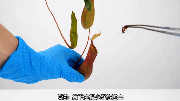 b站老番茄抓猴子游戏，单视频拿过3800万播放
