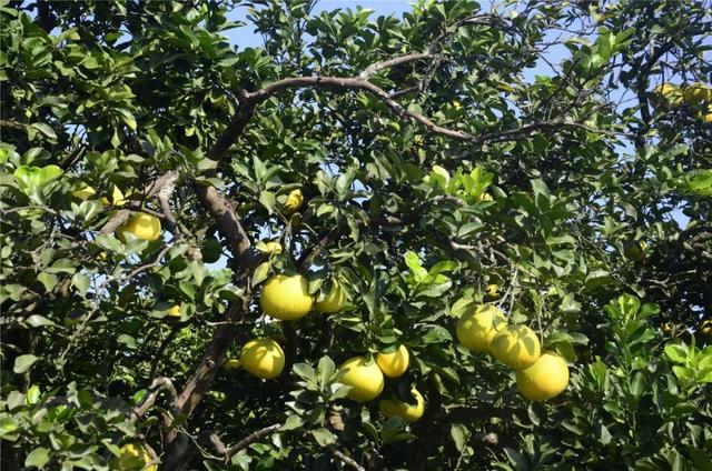 最好吃的柚子是葡萄柚吗，天微凉品柚香为何百年柚树结的梁平柚这般甜