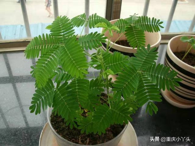 盆栽含羞草的养殖方法和注意事项，像小姑娘一样害羞的草本植物