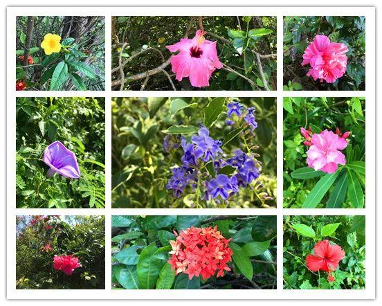 杨梅坑鹿嘴山庄，鹿嘴山庄游玩攻略