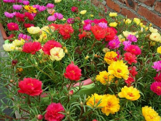 太阳花怎样养护才开花多，掌握3个“技巧”