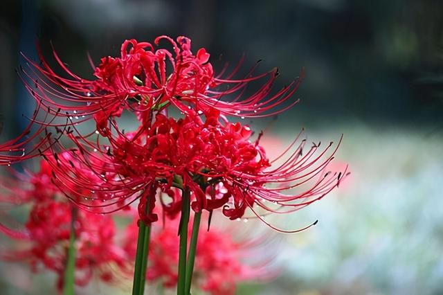 世界上最漂亮的花，世界上最美丽漂亮花（朵花，你知道几个）