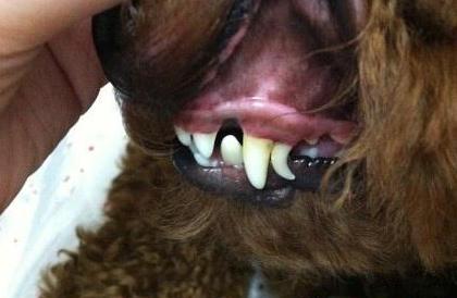 泰迪犬的8大特征，泰迪狗狗的8个特性