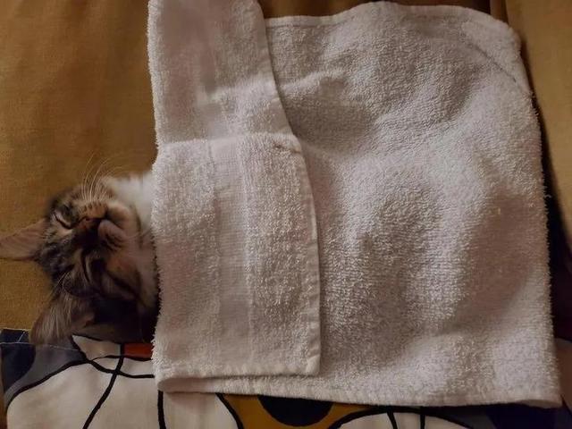 并不是所有人都适合养猫咪，有一部分人根本不适合养喵