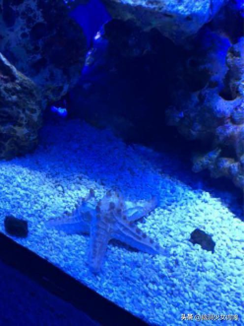 上海海洋水族馆，上海海洋水族馆简介（上海海洋水族馆之旅暨神奇鱼类在哪里）