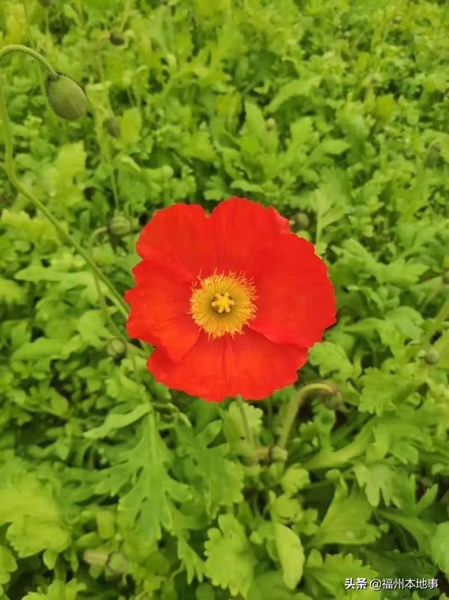 福州公园有什么花，6.5万花朵齐盛开