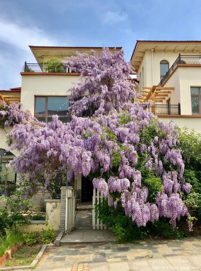 紫藤怎么养才能开花，不养一盆就太可惜了