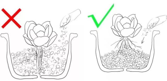 多肉怎么养才好，多肉应该怎么养才能养得好