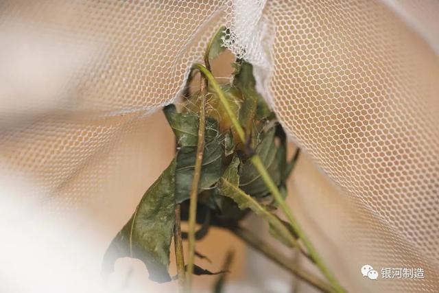 有哪些常见的飞蛾，自然记录蛾生一瞬