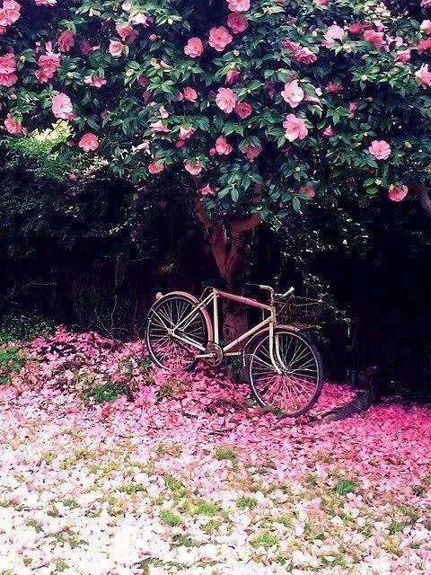 老树长新芽枯木又开花，枯木逢春老树开花