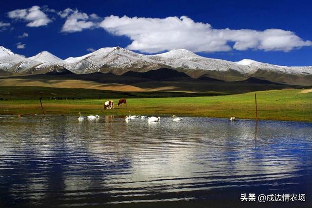 冰冻西梅的吃法，美味我们是认真的