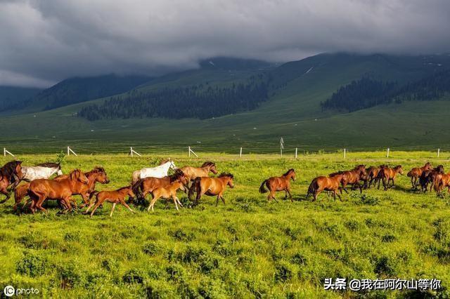 阿尔山旅游攻略，阿尔山旅游攻略大全自驾游（去过三次整理的注意事项）