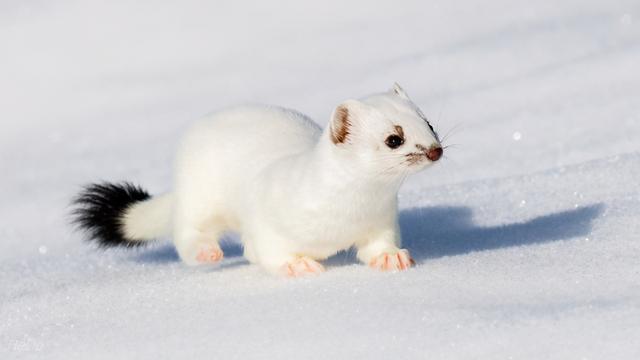 黄鼬真实长相复原图，因皮毛珍贵被人类捕杀