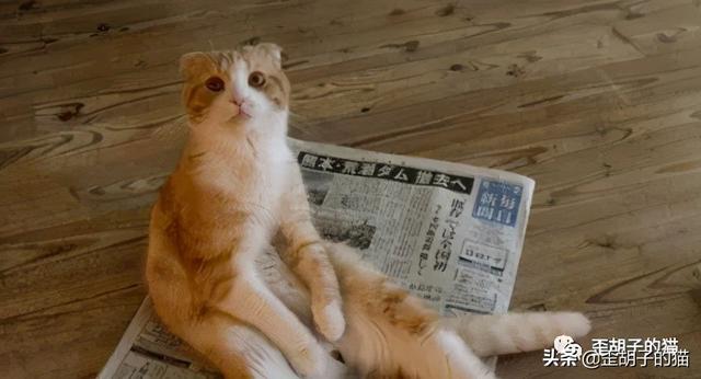 你真的了解可爱的折耳猫吗，折耳猫和半折耳猫有区别吗