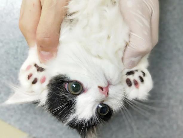 如何从猫咪的肉垫看出性格，猫咪的肉垫形状