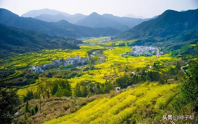 最佳油菜花观赏地，快来这里看油菜花海