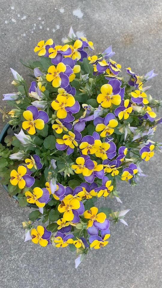 玛格丽特的春天，春天什么花爆盆好养