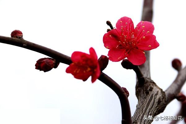 赞美兰花的成语，描写兰花美的四字成语（淡泊高雅的“君子之花”）