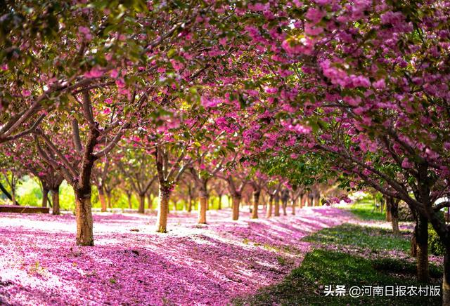 济源五一旅游景点推荐，五一去哪玩济源这几条精品旅游线路任你选