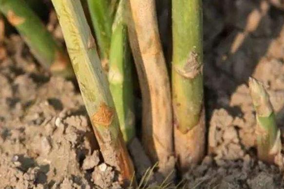 芦笋怎么种植是最好的方法，手把手教你种芦笋