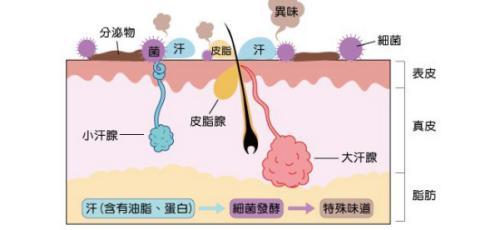 河马是哺乳动物吗，河马是水中动物吗（盘点地球上没有天敌的动物；丹顶鹤、大象、犀牛及河马）