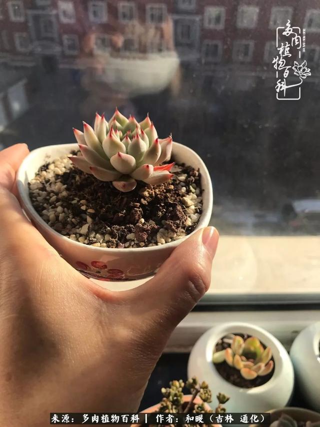 买肉，买肉的正确方法和注意事项