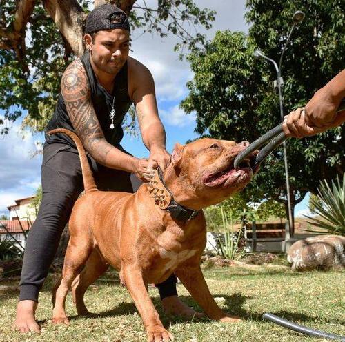 比特犬的科普知识，关于比特犬的二十个冷知识