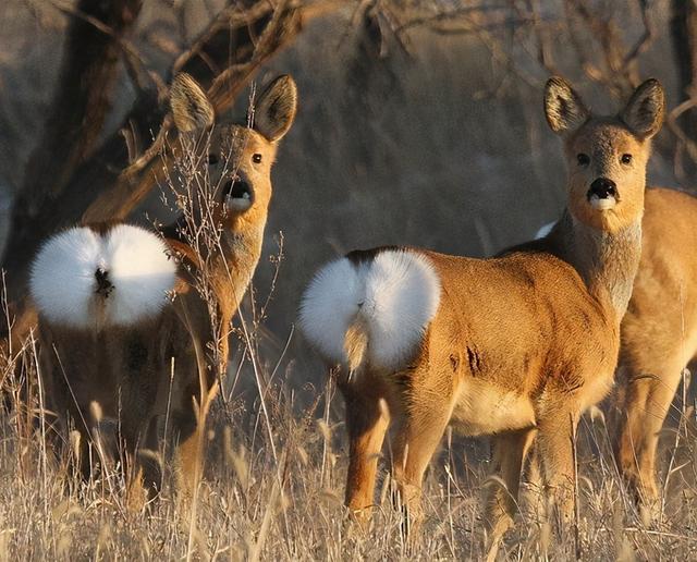 鹿跟狍子你真的能分得清楚吗，狍子呆傻
