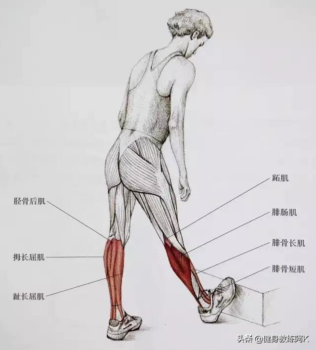 防止小腿变肌肉腿的拉伸动作，跑后7大拉伸动作