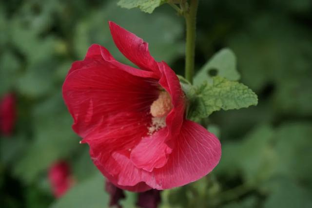 北京必玩景点排名，北京必玩的十个景点排名榜单（北京最值得去的12个景区）