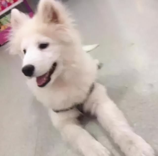 星期狗的特点和习惯，如果狗狗有这些特征