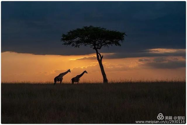 东非动物大迁徙，东非动物大迁徙的路线图（“生命的长征”东非野生动物大迁徙）