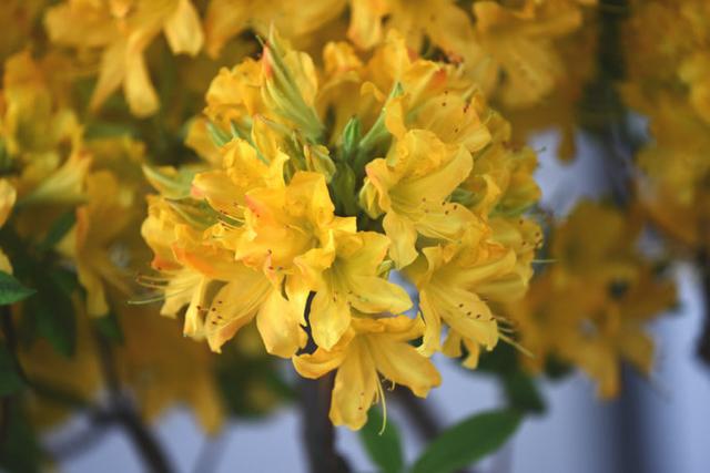 八种常见有毒花，这15种大毒花