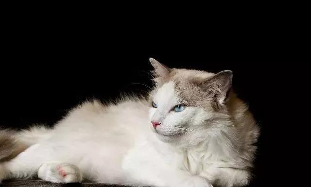 好看的猫咪品种，排行榜最好看的8种猫田园猫上榜了