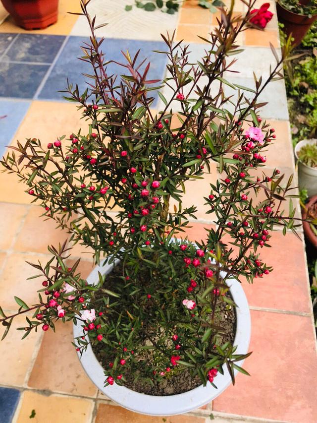 松红梅怎么养才开花，冬天养花赏花就种植松红梅