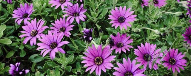 翅果菊花语，小皱菊的花语是什么