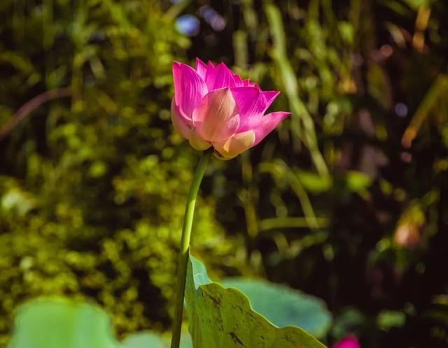 八字命理上如何看事业，八字看你的事业——事业狂的命理特征