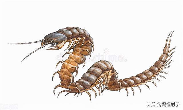 世界上最毒的蜈蚣，五毒中最可怕的蜈蚣（最后一种被称“天龙”）
