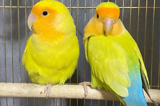 牡丹鹦鹉品种介绍大全，面类牡丹鹦鹉的所有品种