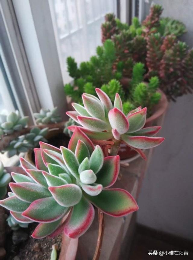 买回来的小多肉怎样从小养到爆盆，这4种多肉最好养活