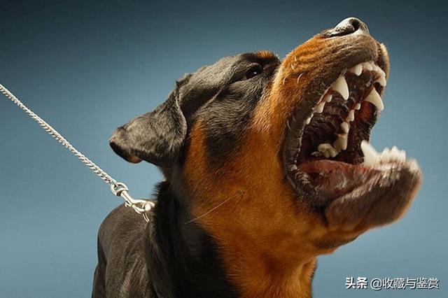 世界上最凶猛的犬，世界最凶猛十大犬种